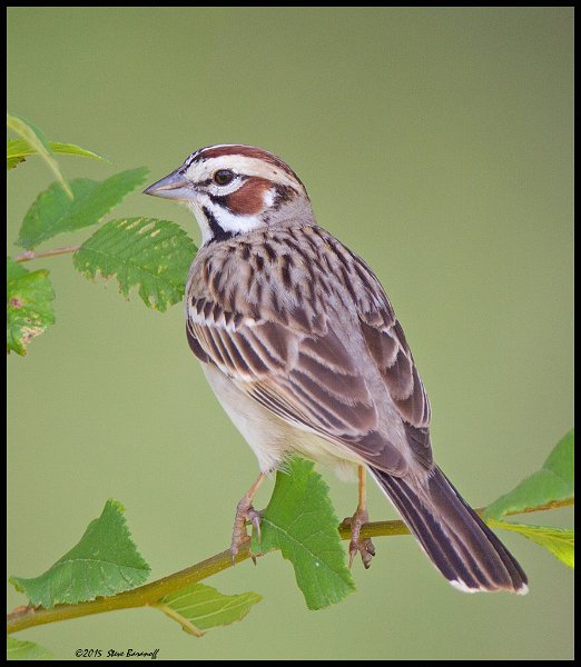 _5SB2965 lark sparrow.jpg